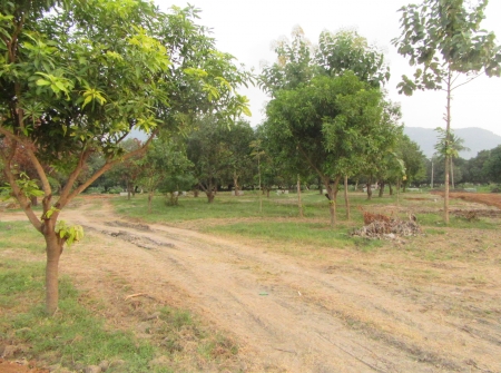 5) Plots for Sale with Trees Near Tirupati.JPG